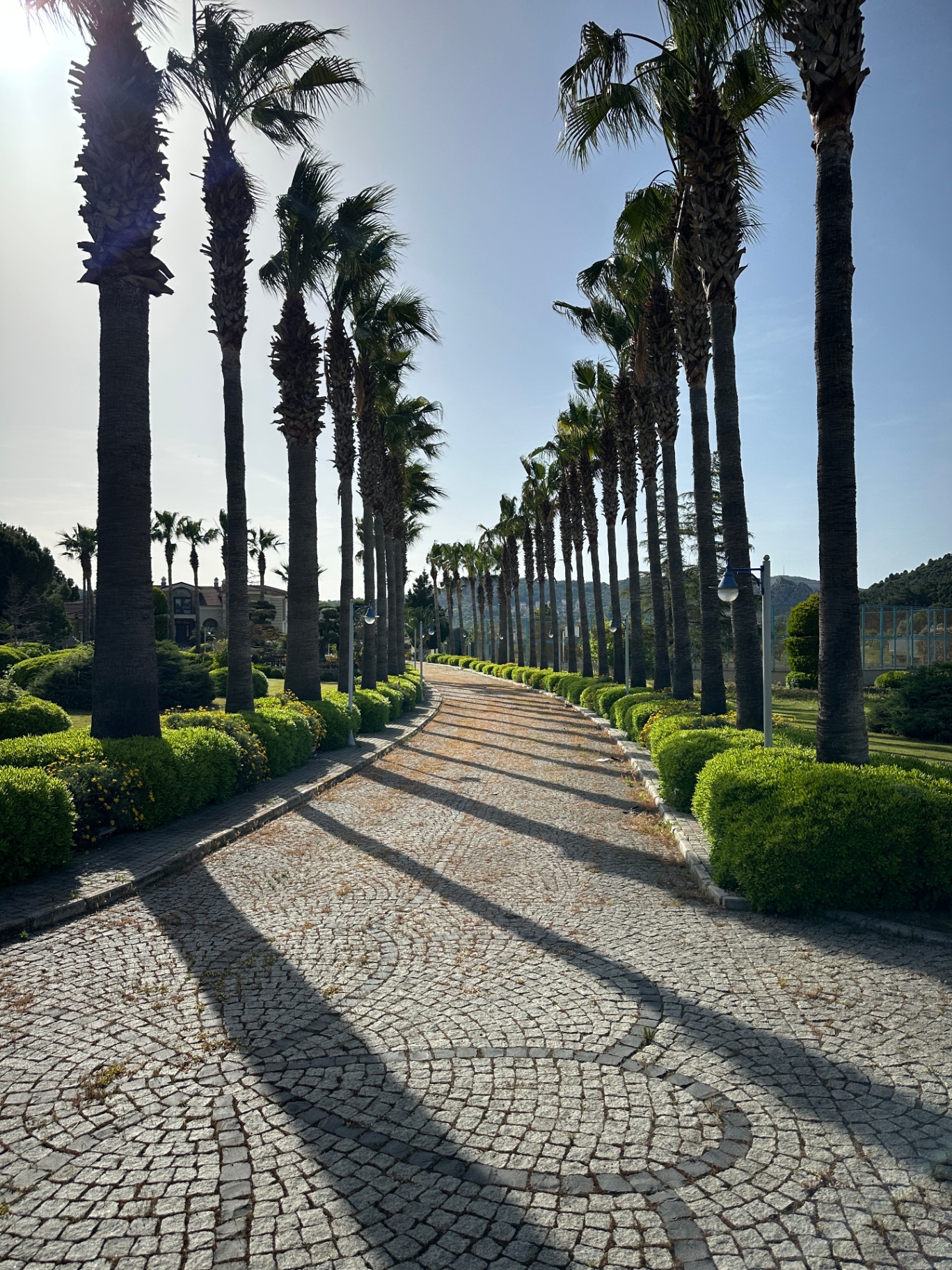 Palmiye alesi
