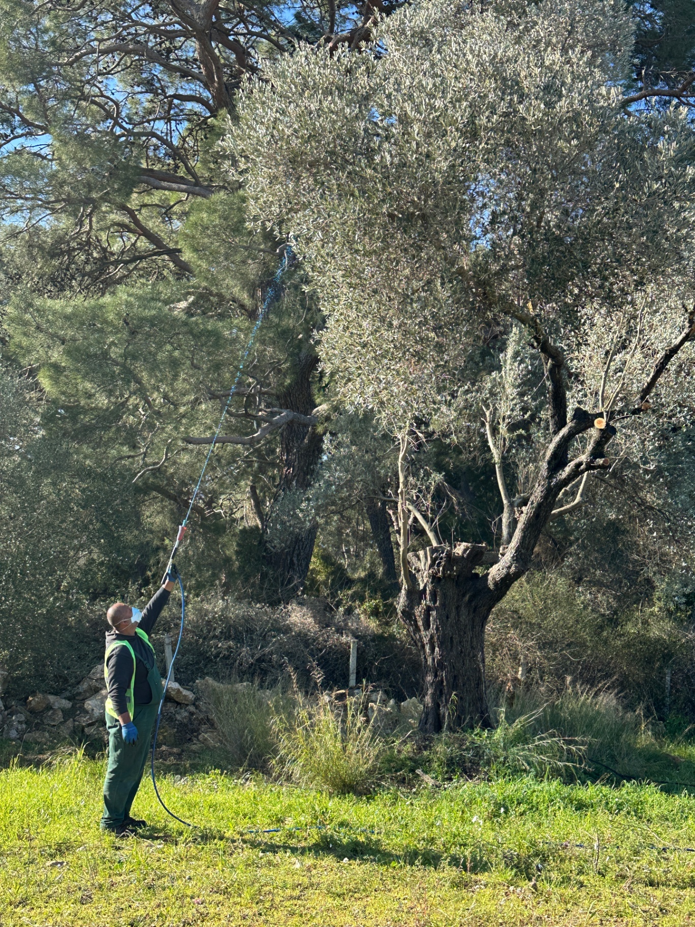 Zeytin ilaçlama