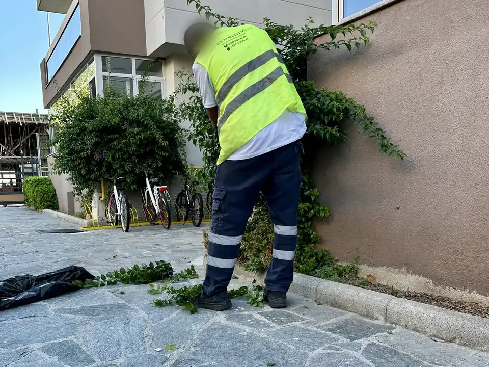 Begonvil budaması