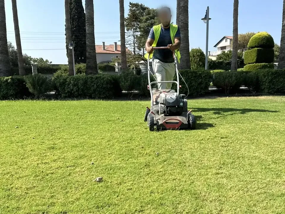 Palmiyeli bahçede çim biçme