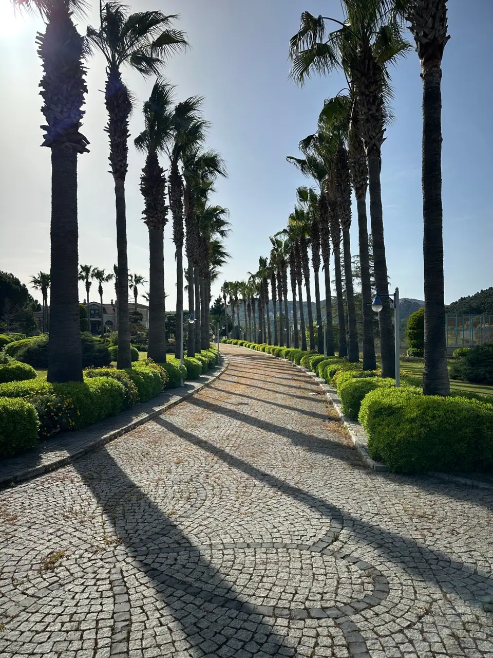 Palmiye alesi