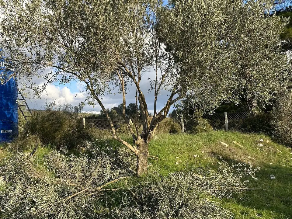 Zeytin ağacı budaması