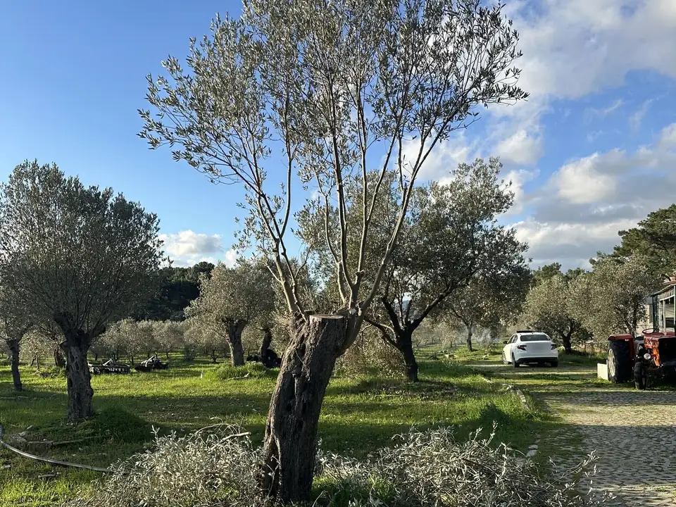 Zeytin budaması