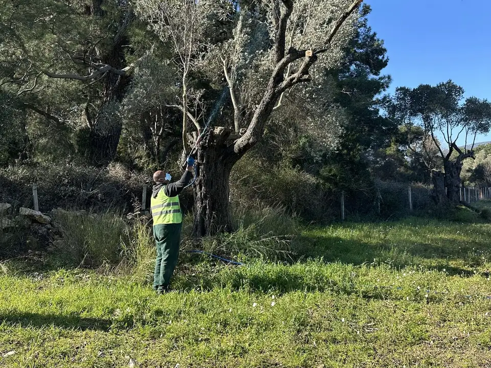 Zeytin ağaçlarında ilaçlama